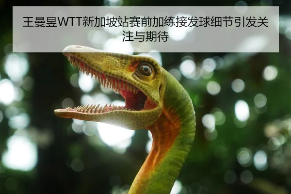 王曼昱WTT新加坡站赛前加练接发球细节引发关注与期待